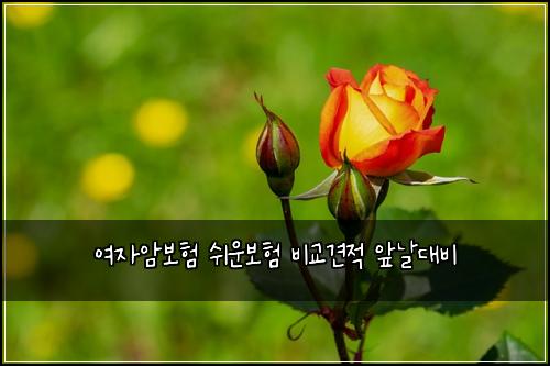 ์ฌ์์๋ณดํ ์ฌ์ด๋ณดํ ๋น๊ต๊ฒฌ์ ์๋ ๋๋น