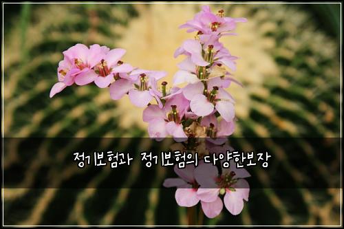 정기보험과 정기보험의 다양한보장