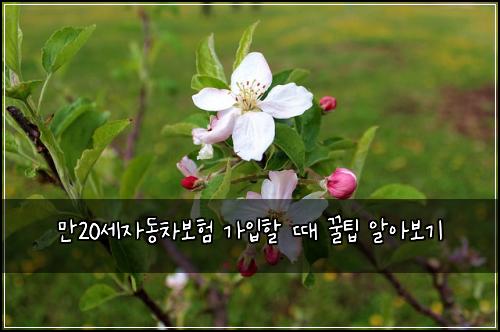 만20세자동차보험 가입할 때 꿀팁 알아보기