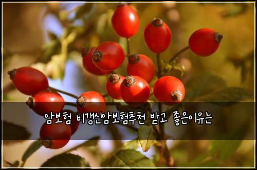 ์๋ณดํ ๋น๊ฐฑ์ ์๋ณดํ์ถ์ฒ ๋ฐ๊ณ ์ข์์ด์ ๋