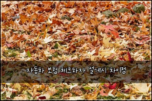 자동차 보험 체크하자  설계시 차이점