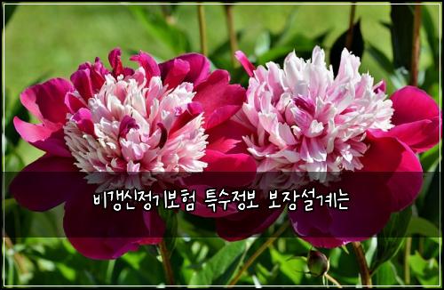 비갱신정기보험 특수정보  보장설계는