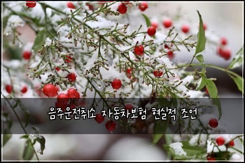 음주운전취소 자동차보험 현실적 조언