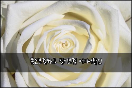 종신보험하고 정기보험 어디서확인