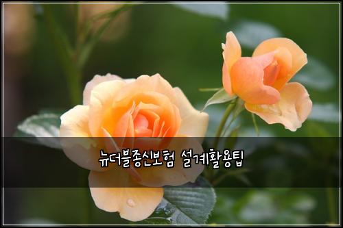 ๋ด๋๋ธ์ข
์ ๋ณดํ ์ค๊ณํ์ฉํ