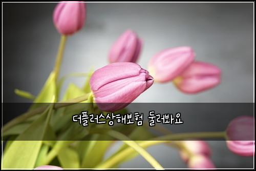 더플러스상해보험 둘러봐요 