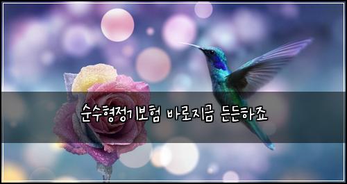 순수형정기보험 바로지금  든든하죠