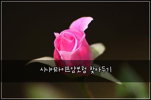 ์๋์ด๋ผ์ดํ์๋ณดํ ์ฐพ์๋๊ธฐ