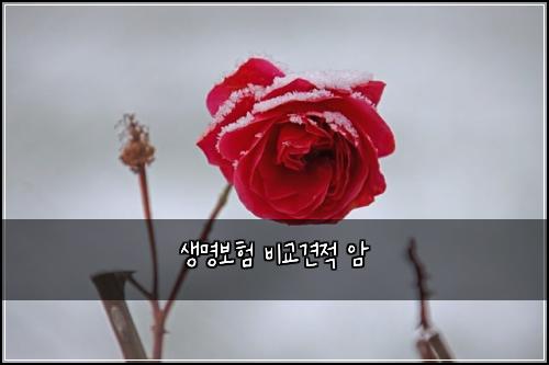 ์๋ช
๋ณดํ ๋น๊ต๊ฒฌ์ ์
