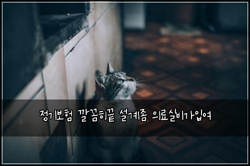 정기보험 깔꼼히끝  설계좀 의료실비가입여
