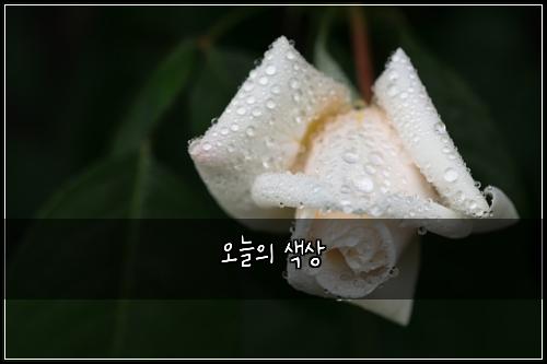 오늘의 색상