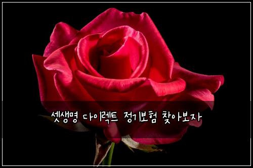 셋생명 다이렉트 정기보험 찾아보자 