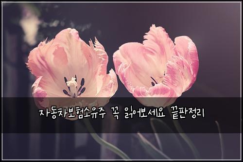 자동차보험소유주 꼭 읽어보세요 끝판정리