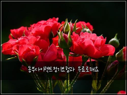 동부다이렉트정기보험과 무료로해요
