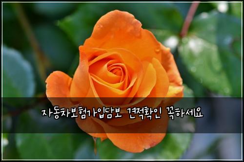 자동차보험가입담보 견적확인 꼭하세요