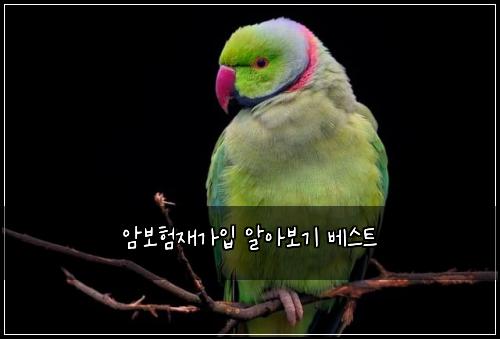 암보험재가입 알아보기 베스트