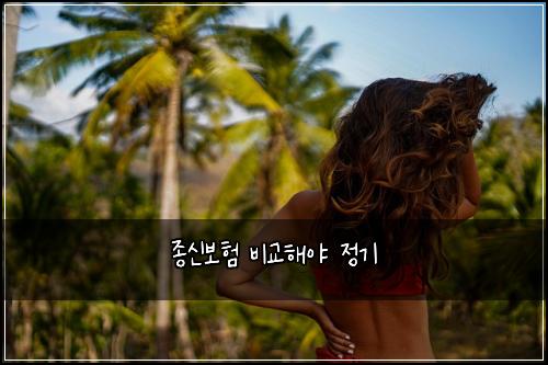 종신보험 비교해야  정기