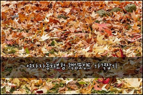 여자자동차보험 핵심포인트  가격잡기