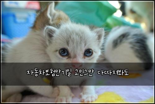 ์๋์ฐจ๋ณดํ๋ง๊ธฐ์ผ ๊ณ ๋ฏผ๊ทธ๋ง ๋ค๋ฐ์ ธ๋ด๋