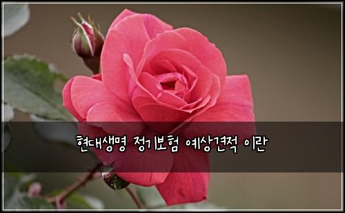 현대생명 정기보험 예상견적  이란