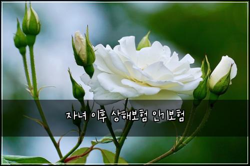 자녀 이후 상해보험 인기보험 