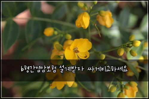 b형간염암보험 설계받자  싸게비교하세요