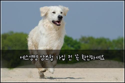 에스생명 암보험 가입 전 꼭 확인하세요