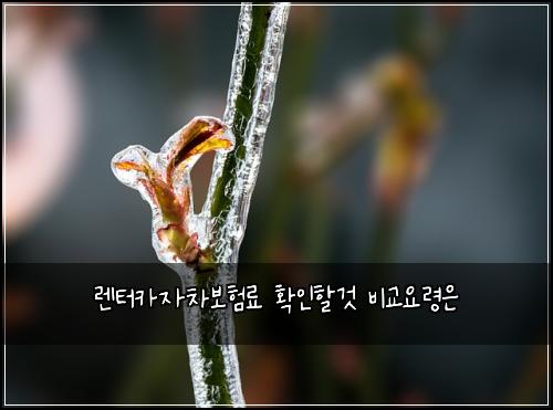๋ ํฐ์นด์์ฐจ๋ณดํ๋ฃ ํ์ธํ ๊ฒ ๋น๊ต์๋ น์