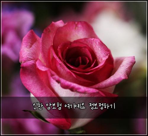 신한 암보험 여기예요  정보정하기