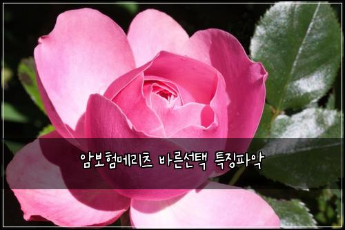 ์๋ณดํ๋ฉ๋ฆฌ์ธ ๋ฐ๋ฅธ์ ํ ํน์งํ์