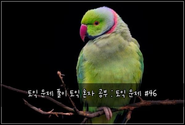 토익 문제 풀이 토익 혼자 공부 : 토익 문제 #46