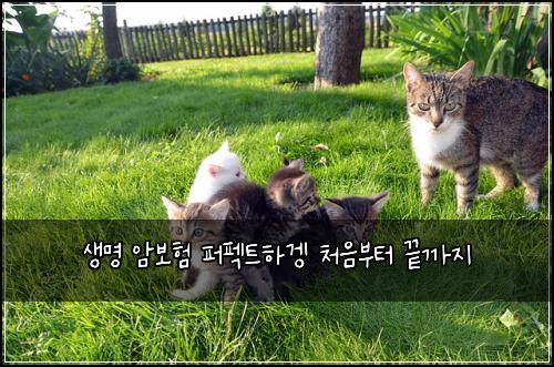 생명 암보험 퍼펙트하겡  처음부터 끝까지