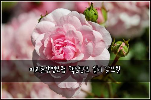๋ฉ๋ฆฌ์ธ ์๋ช
๋ณดํ ํต์ฌ๋ด๋ณด ์ค๋น ๋ ๋ธ์ฐฐ