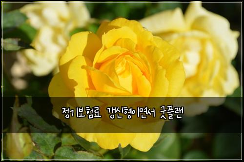 정기보험료 갱신형이면서 굿플랜