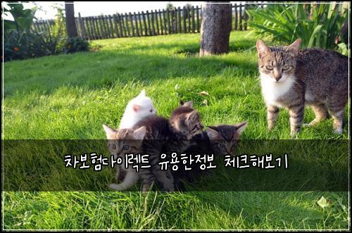 차보험다이렉트 유용한정보 체크해보기