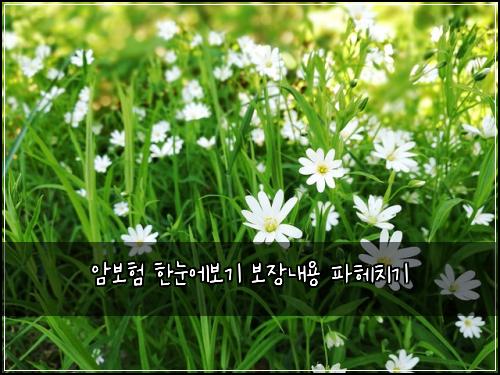 암보험 한눈에보기  보장내용 파헤치기