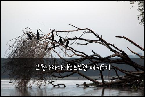 ๊ต์๋๋ผ๋ค์ด๋ ํธ๋ณดํ ๋ฐฐ์๋๊ธฐ