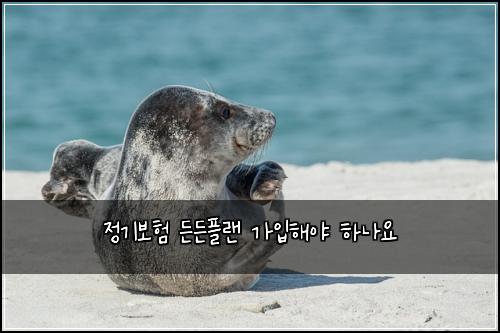 정기보험 든든플랜  가입해야 하나요