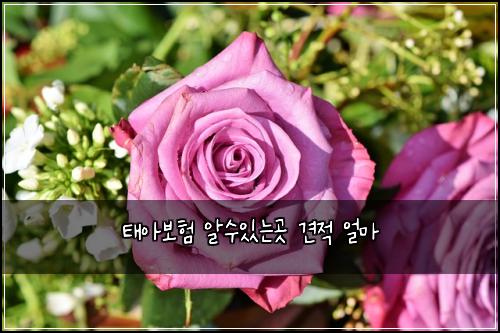 태아보험 알수있는곳  견적 얼마