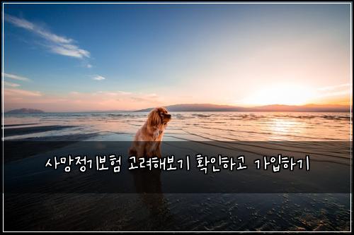 사망정기보험 고려해보기  확인하고 가입하기