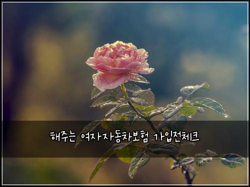 해주는 여자자동차보험 가입전체크 