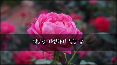 암보험 가입하기  생명 암