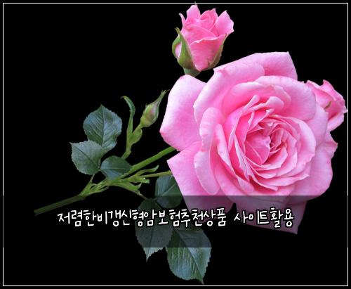 저렴한비갱신형암보험추천상품 사이트활용
