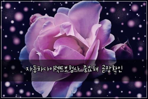 자동차다이렉트보험사 중요해 곧장확인