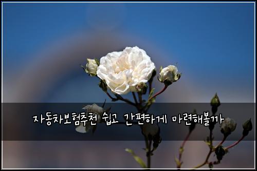 자동차보험추천 쉽고 간편하게 마련해볼까