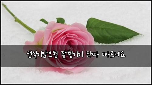 생식기암보험 잘챙기기  진짜 빠르네요