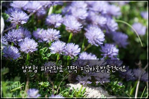 암보험 파악완료  견적 지금바로받을건데요