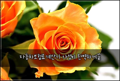 자동차보험료계산기 가성비 완벽하게끝