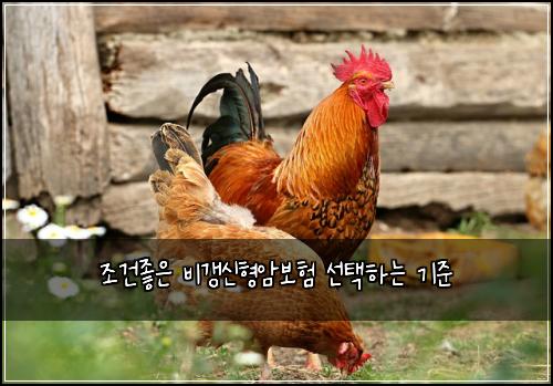 조건좋은 비갱신형암보험 선택하는 기준