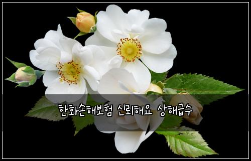 한화손해보험 신뢰해요  상해급수